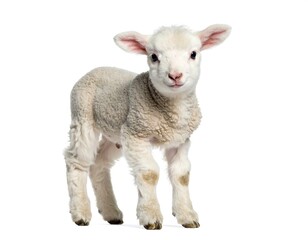 Fototapeta premium Gentle baby lamb with innocent expression high resolution photo in a white background