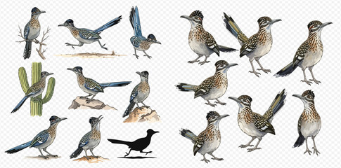 Collection of roadrunner birds in various poses and desert elements, isolated on white background. © studio
