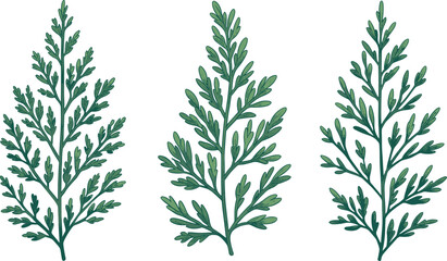 Botanical leaf illustration set, evergreen foliage graphic, herbal branch drawing, minimalist plant artwork, nature greenery design elements