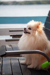 A fluffy white spitz dog sits on a black chair