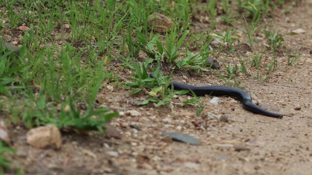  a legless skink on the move