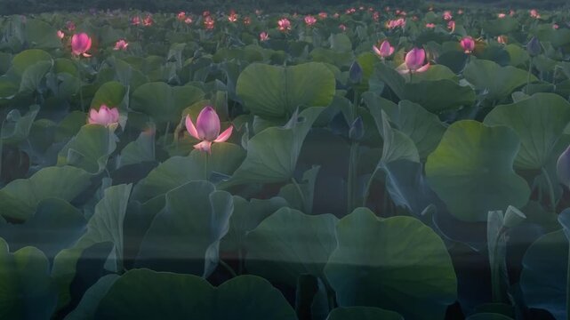 蓮の華が燈火が灯るように開花するイメージ映像（タイムラプス）