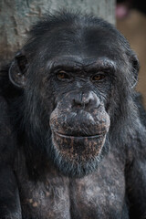 Detail of the head of an adult male Western chimpanzee.
