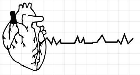 Anatomical heart with ECG line drawing icon for cardiology and medical science