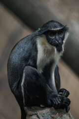 Diana monkey in captivity – adult individual.