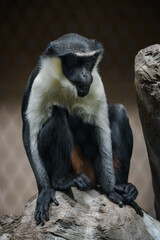 Diana monkey in captivity – adult individual.