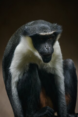 Diana monkey in captivity – adult individual.