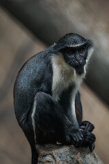 Diana monkey in captivity – adult individual.