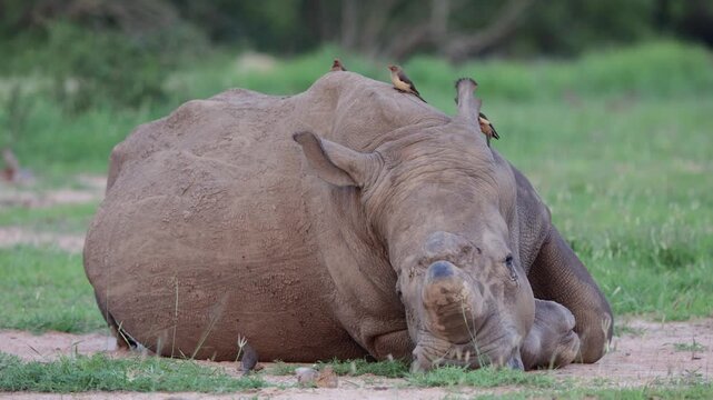  a white rhino with red-billed oxpeckers