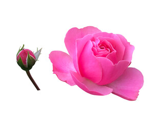 ピンク色の薔薇の花とつぼみ