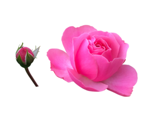 ピンク色の薔薇の花とつぼみ