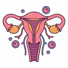 Medical Vector Illustration of Female Reproductive System Anatomy Showing Uterus, Ovaries, and Cervix Diagram.