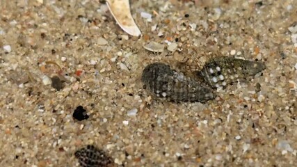 "Close-up macro shot of small sea snails (gastropods) crawling slowly across wet beach sand.