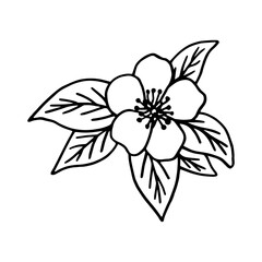 Vector black and white illustration of apple blossoms. Spring floral decor element.