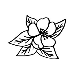 Vector sketch of apple blossoms. Spring floral design element.