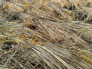 Rice stalks in the field. Fresh rice stalks in the field after harvesting. After harvesting, the rice crop is left to dry. After drying, it will be bundled and taken home.