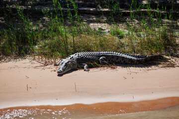 Portrait of a large crocodile resting on the sandy shores on the iconic Daly River located in the Northern Territory, Australia.
