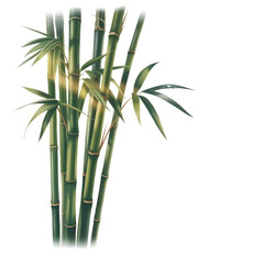 Fototapeta premium Bamboo tree isolated