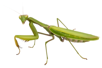 Praying Mantis Encore isolated