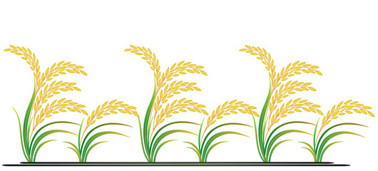 Hand drawn vector illustration of rice plant, grain. sketch. Vector