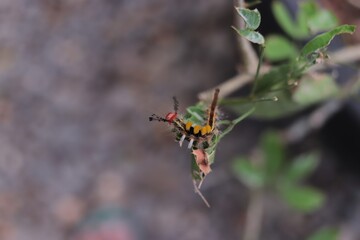 A colorful caterpillar with yellow, black, and red markings clings to a green leaf.