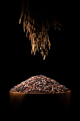 Black rice in a wooden bowl, with rice stalks hanging on top. Still life photography of black rice and rice stalks. 