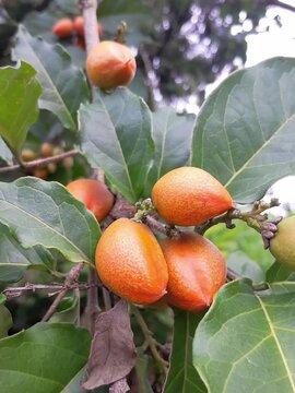 Gnetum gnemon, also known as Padi Oats, Belinjo, or Gnemon tree (for the tree itself). Its leaves are known as melinjo leaves or cypress spinach.