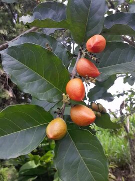 Gnetum gnemon, also known as Padi Oats, Belinjo, or Gnemon tree (for the tree itself). Its leaves are known as melinjo leaves or cypress spinach.