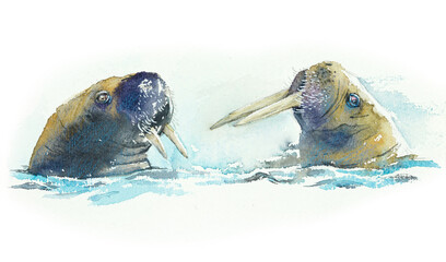 Two male seals. Battle. Cold sea. Watercolor hand drawn illustration © budogosh