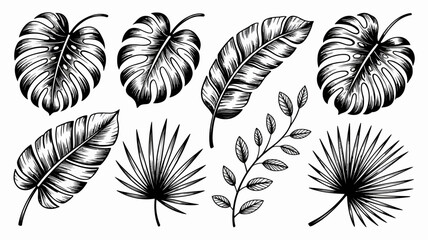 Black and White Tropical Leaves Illustration Set