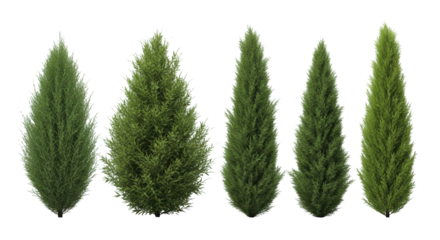 Five different evergreen coniferous trees and shrubs isolated on a white background, showcasing various shapes and textures for landscaping and design.