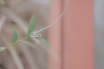 wedding ring on a tree branch