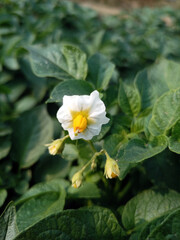 Close-up of White Potato Flower Blooming in an Agricultural Field