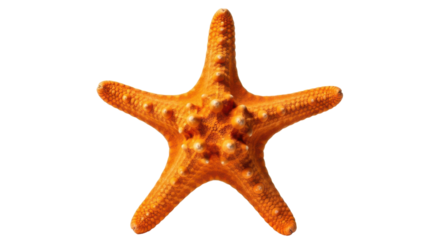 A vibrant orange starfish with a textured surface isolated on a clean white background.
