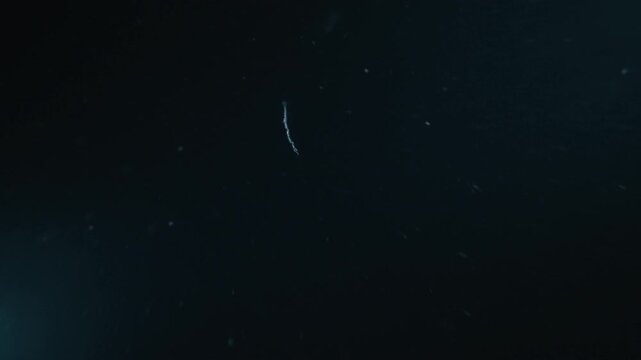 Sea creature Siphonophores, Siphonophora swims underwater in the night sea and escapes
