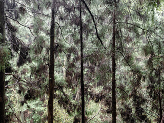 晩秋の六甲山の登山道　雨上がりで母屋のかかった杉の木々