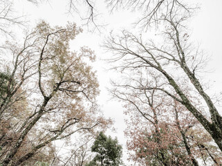 Obraz premium 晩秋の神戸六甲の金鳥山の登山道