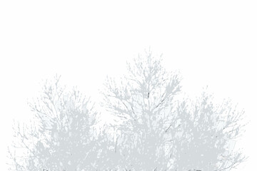 Delicate silhouettes of bare branches against a stark white background © Indira