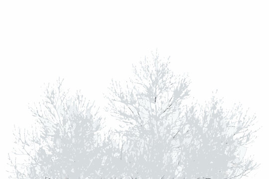 Delicate silhouettes of bare branches against a stark white background
