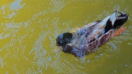 A male mallard duck with vibrant green head.