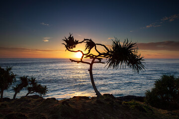 A beautiful golden sunrise through a pandanus palm on the edge of a coastal ocean ridge. Captured at dawn on the east coast of Australia.