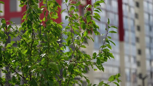 Vibrant green leaves and delicate branches of a young urban tree swaying in sunlight, set against a blurred modern highrise apartment facade with red panels in the background
