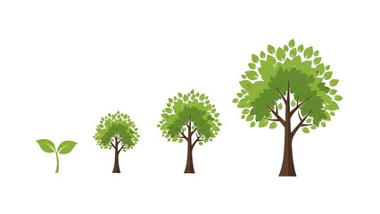 Tree Growth Stages Illustration From Seedling To Mature Tree
