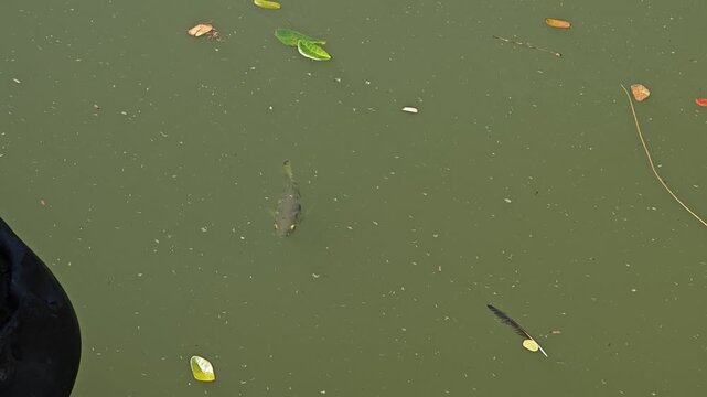 Archerfish or Blowpipe fish in pond.