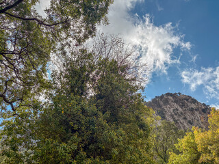 Obraz premium Looking up through forest trees toward mountain and clear blue sky