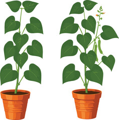 Potted climbing house plant growth stages illustration with green leaves and flowers, simple botanical vector for gardening, indoor plants and nature design