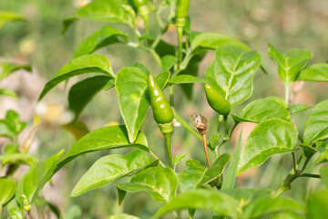 Close up fresh green chili on chili plant