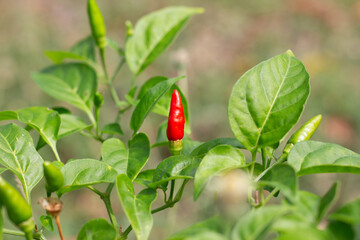 Close up fresh red chili on chili plant