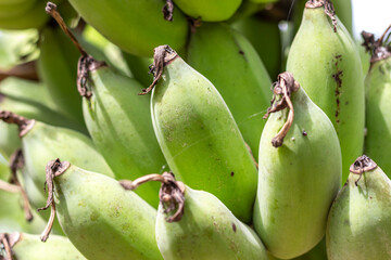 Close up green banana on bunch, Raw fruit