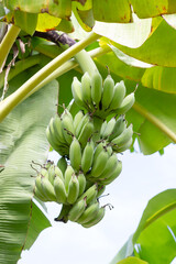 Green banana on banana tree